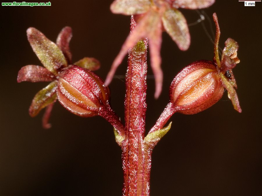Neottia cordata