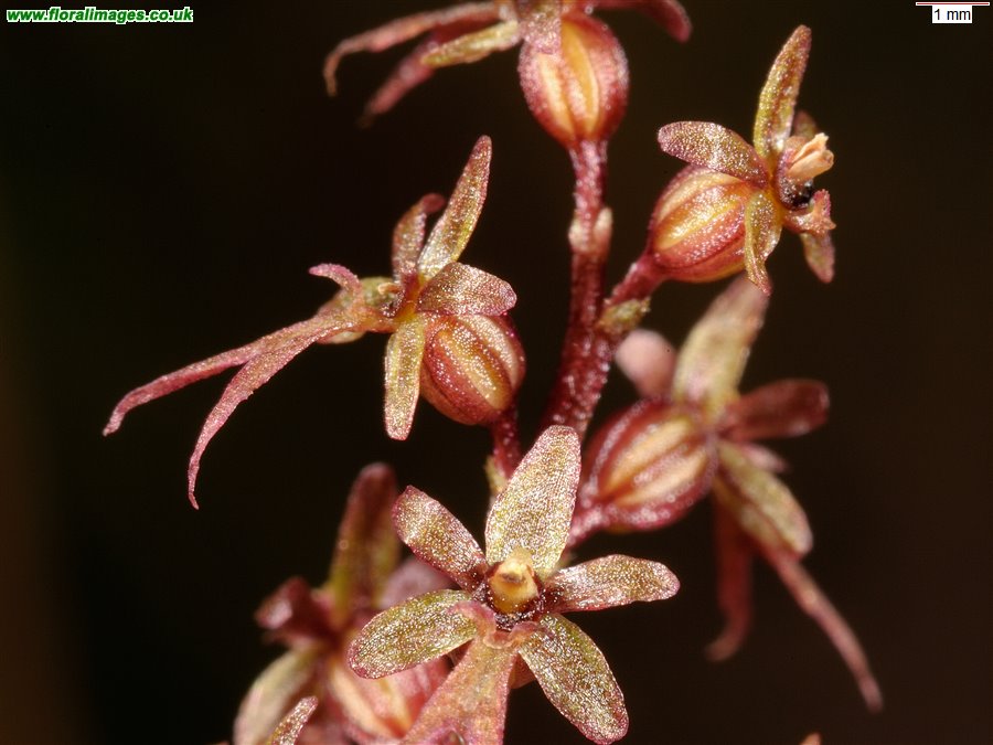 Neottia cordata