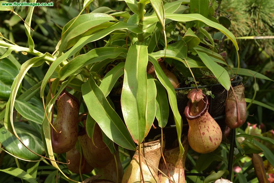 Nepenthes spp.