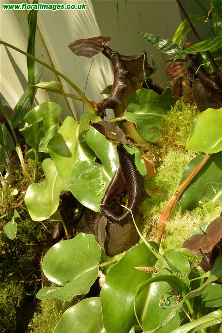 Nepenthes truncata