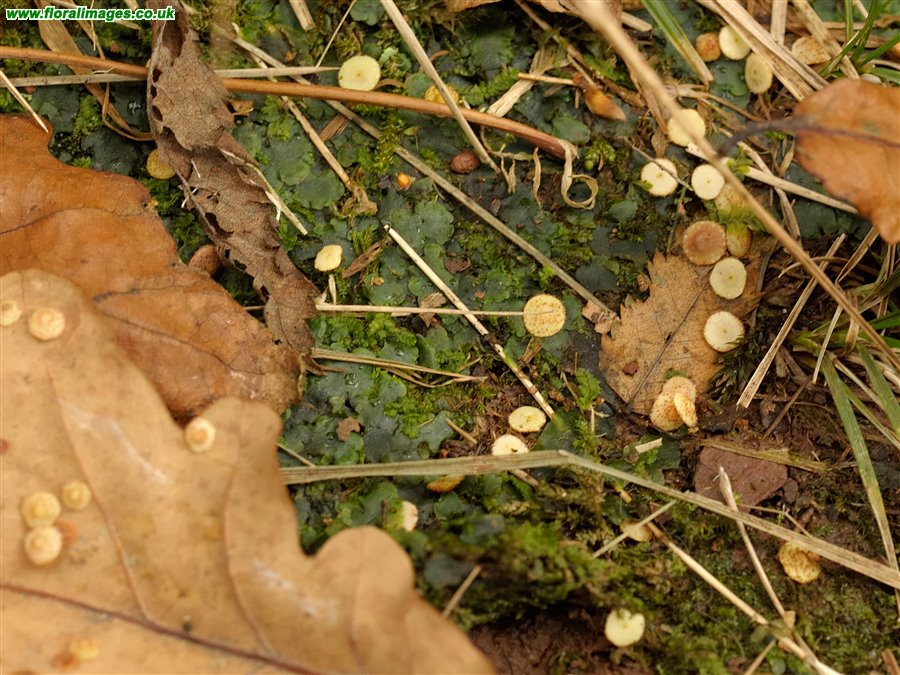 Neuroterus quercusbaccarum
