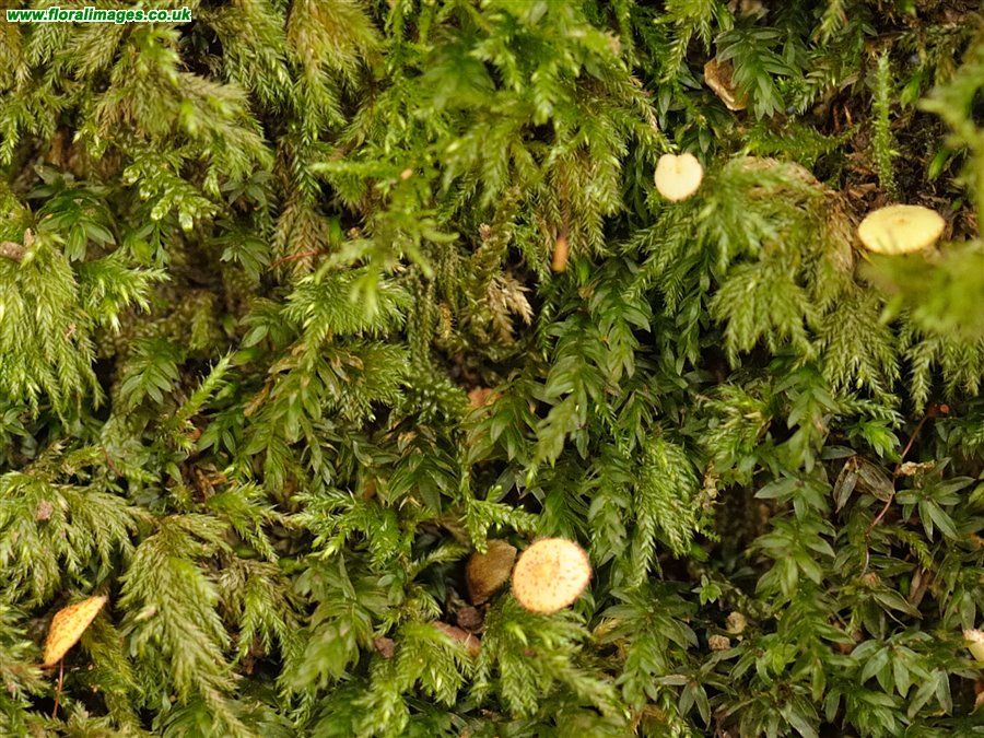 Neuroterus quercusbaccarum