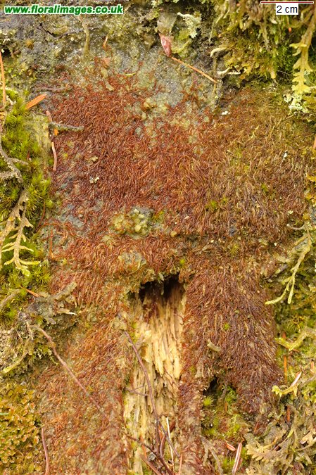 Nowellia curvifolia