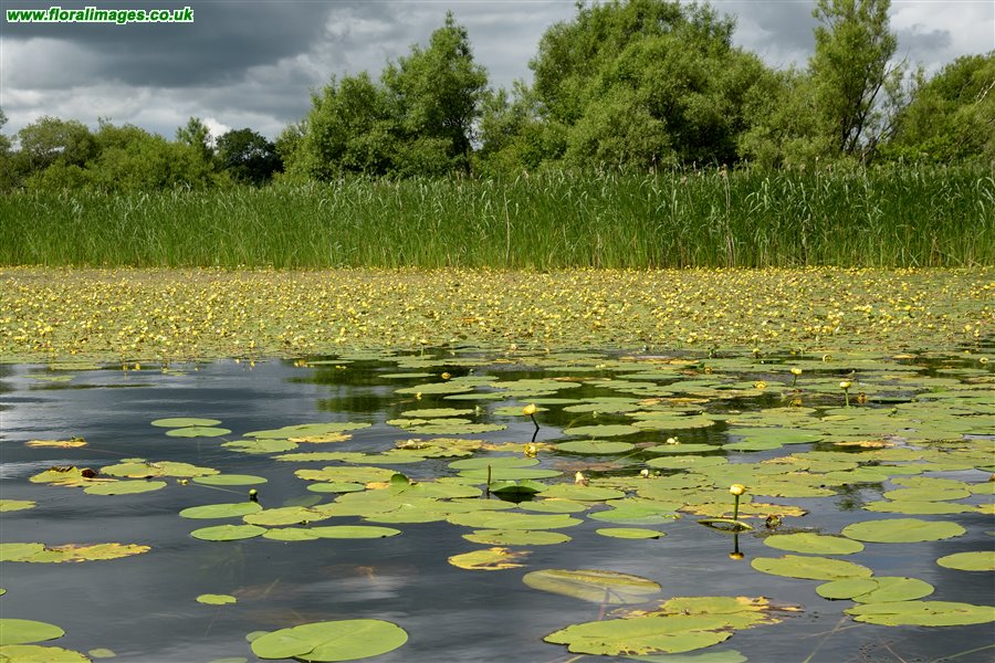 Nuphar lutea
