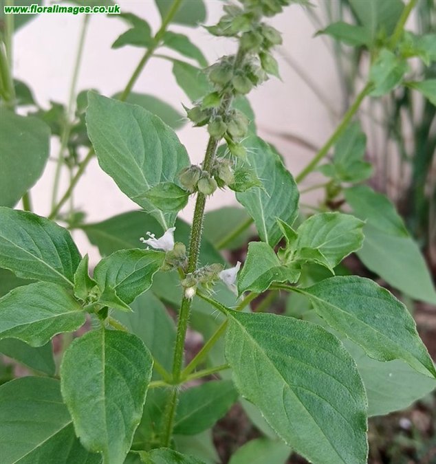 Ocinum americanum