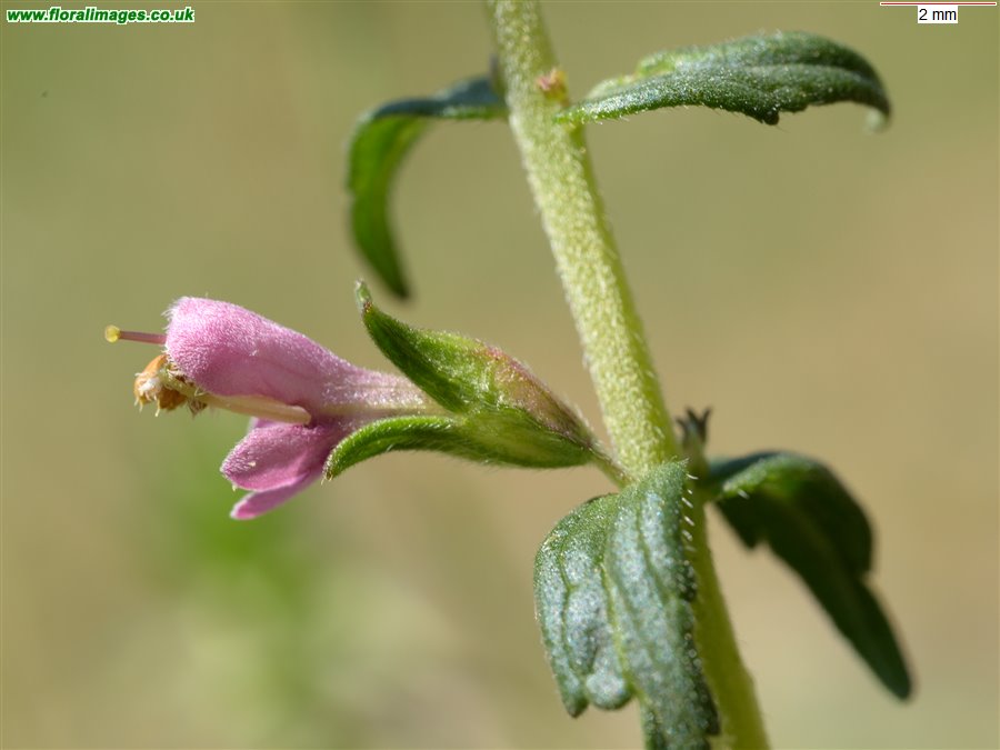 Odontites vernus