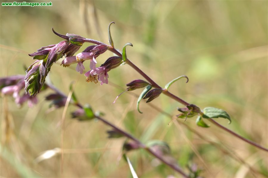 Odontites vernus