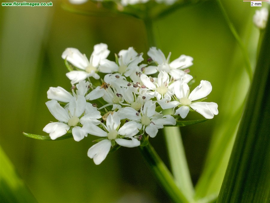 Oenanthe aquatica