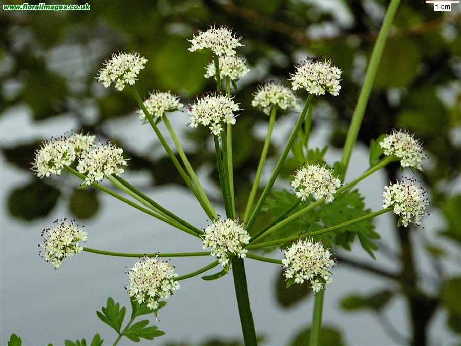 Oenanthe crocata