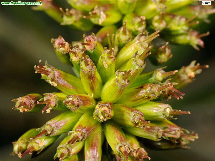 Oenanthe crocata