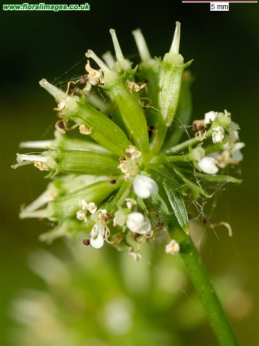 Oenanthe crocata