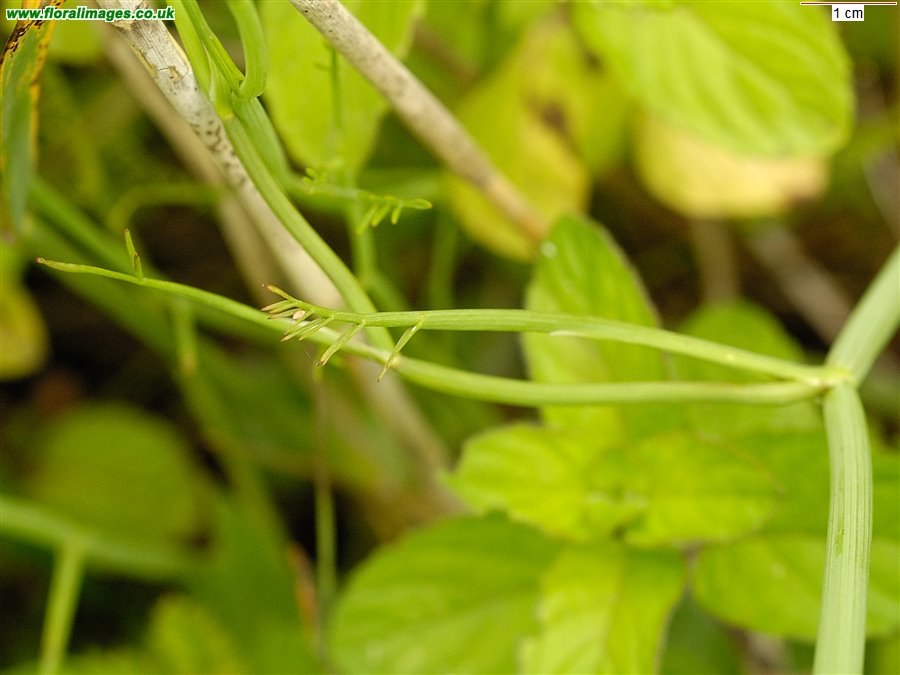 Oenanthe fistulosa