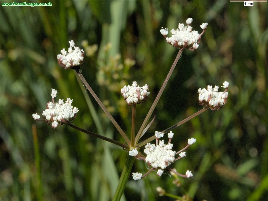 Oenanthe lachenalii