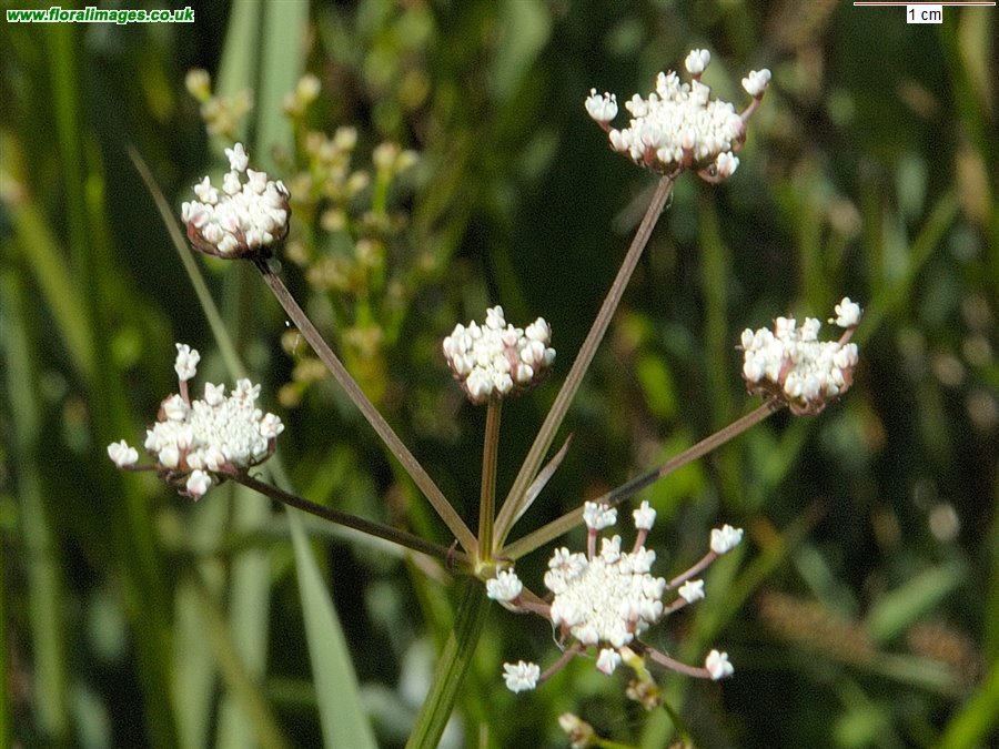 Oenanthe lachenalii