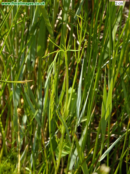 Oenanthe lachenalii