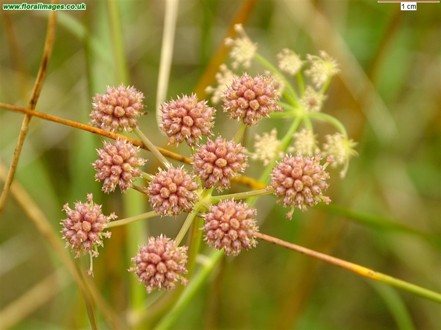 Oenanthe lachenalii