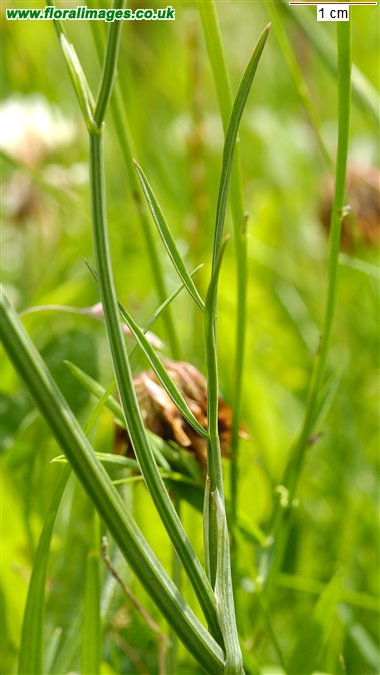 Oenanthe pimpinelloides