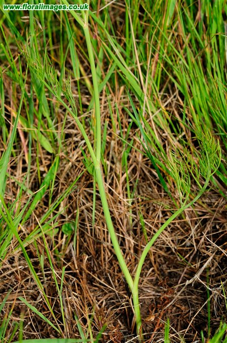 Oenanthe silaifolia