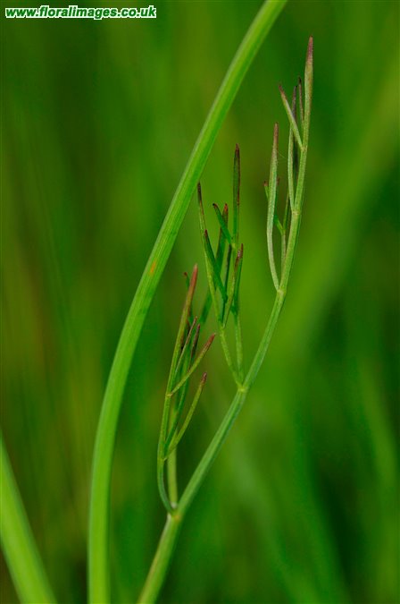 Oenanthe silaifolia