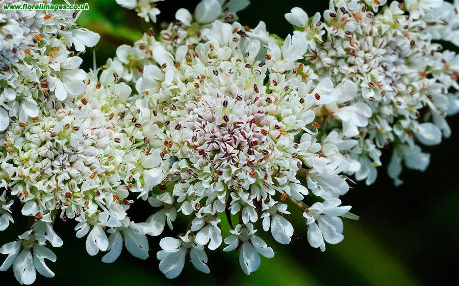 Oenanthe silaifolia