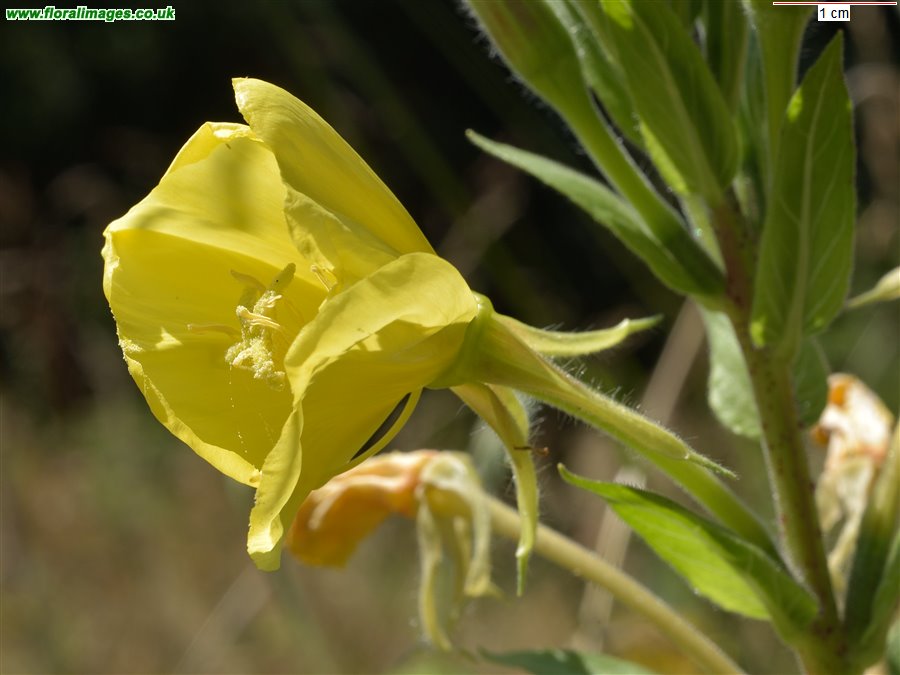 Oenothera biennis