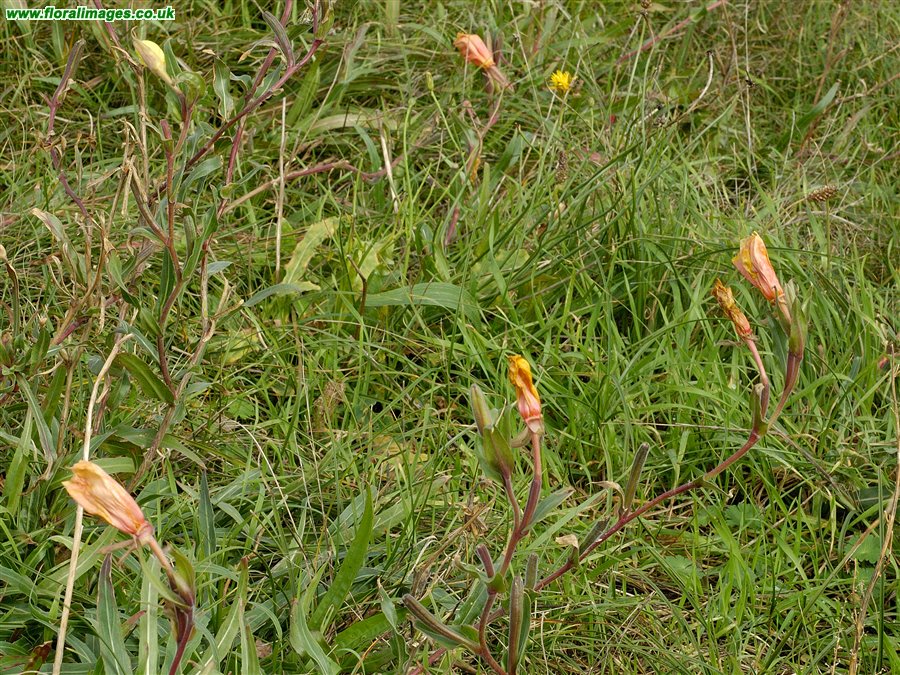 Oenothera stricta