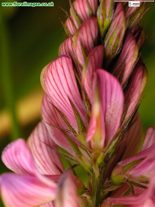 Onobrychis viciifolia