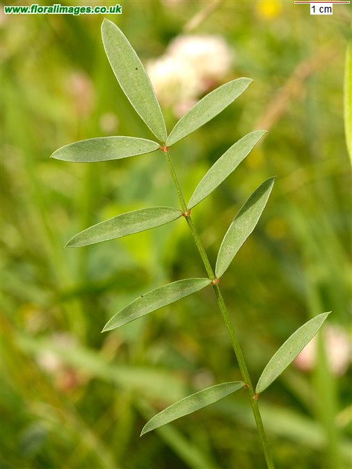 Onobrychis viciifolia