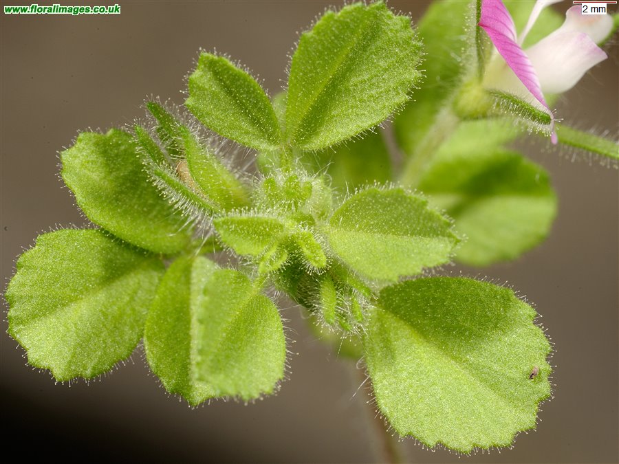 Ononis reclinata