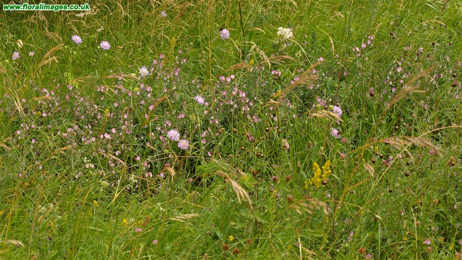 Ononis repens