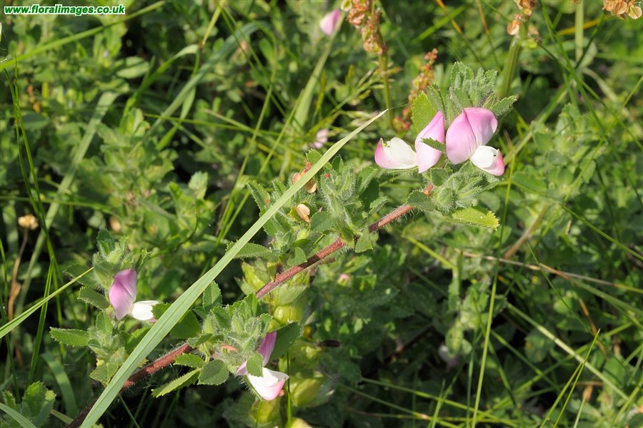 Ononis repens