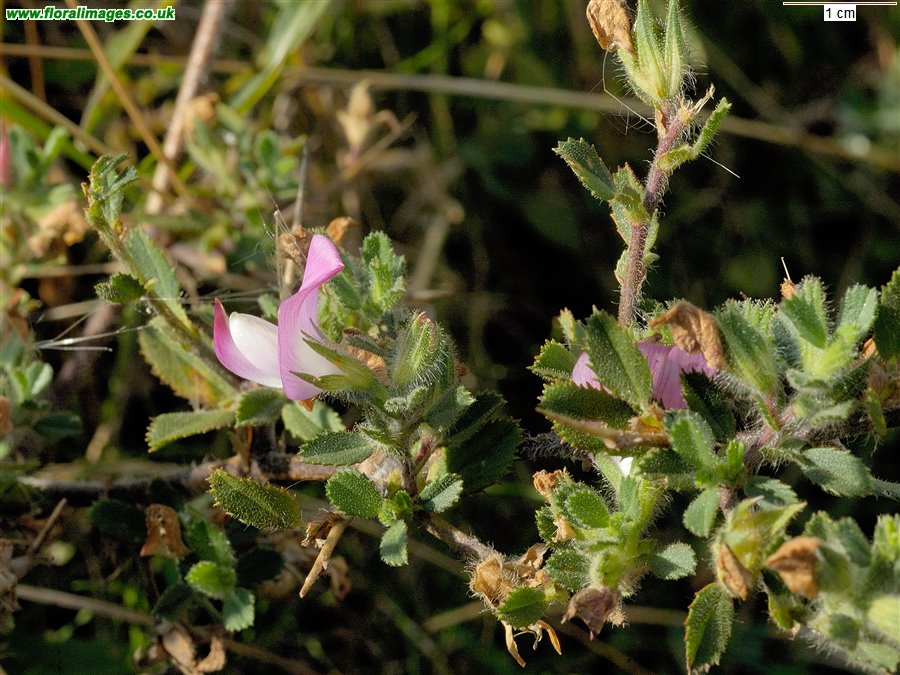 Ononis repens