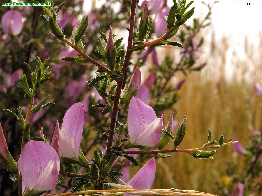 Ononis spinosa