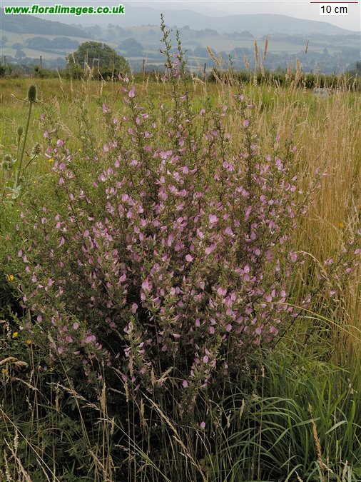 Ononis spinosa