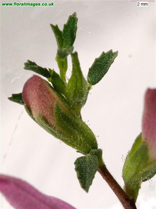 Ononis spinosa