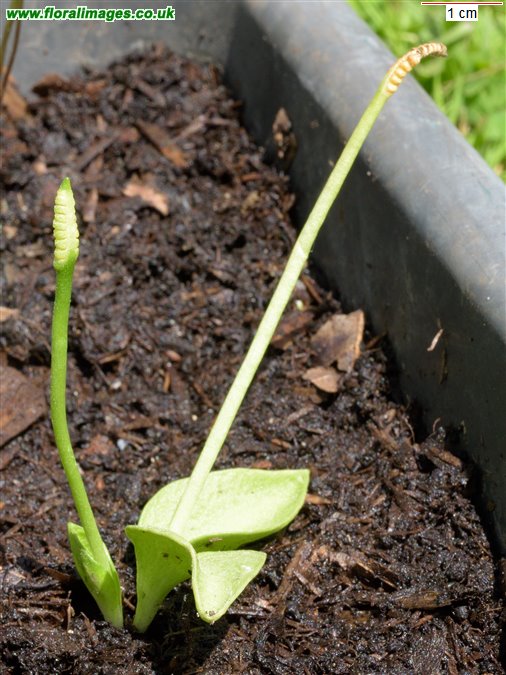 Ophioglossum azoricum