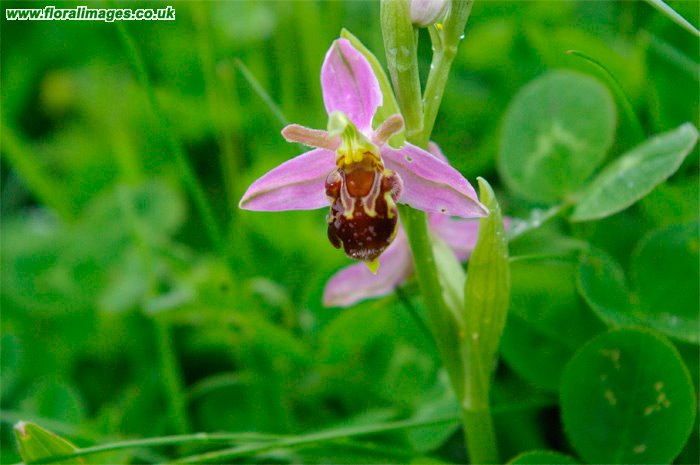Ophrys apifera