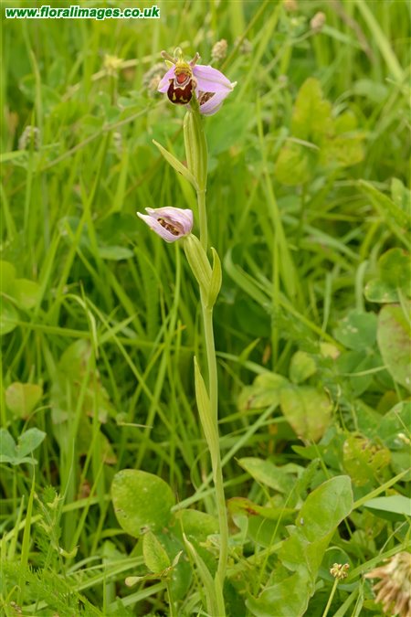 Ophrys apifera