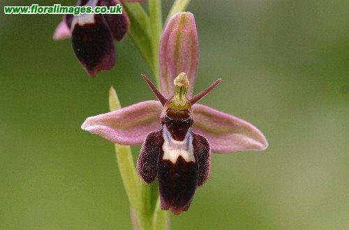 Ophrys insectifera x apifera