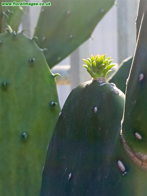 Opuntia cochenillifera