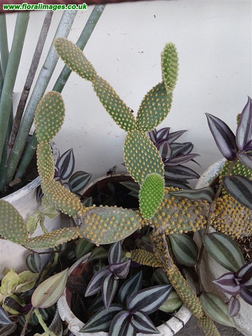 Opuntia microdasys