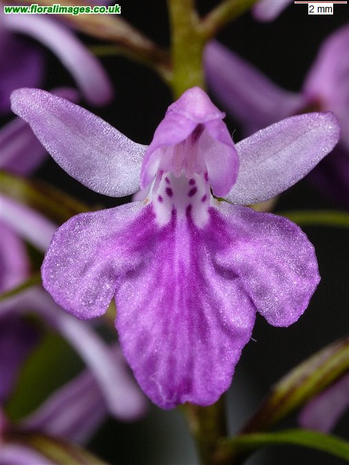 Orchid 'Butterfly Wings'