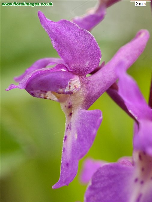 Orchis mascula picture 1 of 43