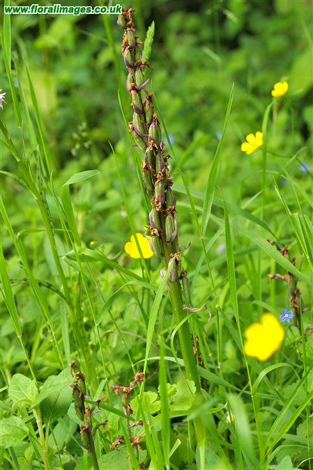 Orchis mascula
