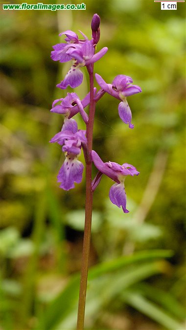 Orchis mascula
