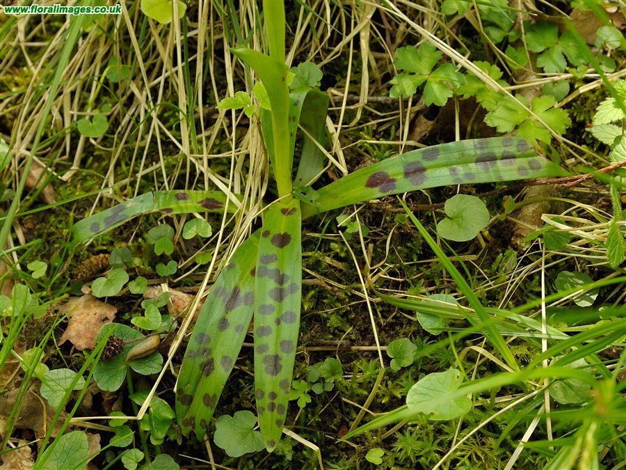 Orchis mascula
