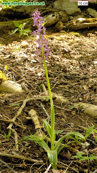Orchis mascula