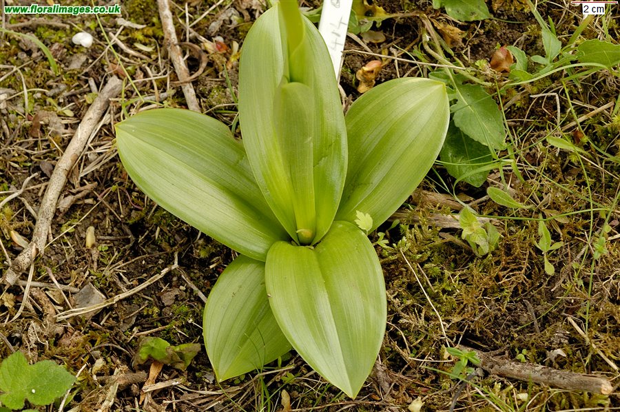 Orchis militaris