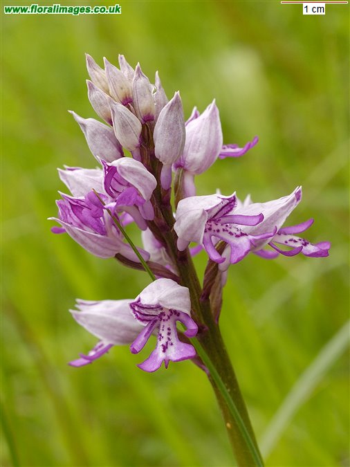 Orchis militaris