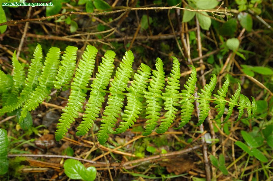 Oreopteris limbosperma